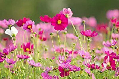 Aro Cormos Seed(115 per packet)