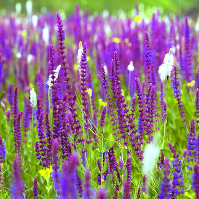 Qualtivate XXX-1A Mauve Sage Herb Seeds Seed(100 per packet)
