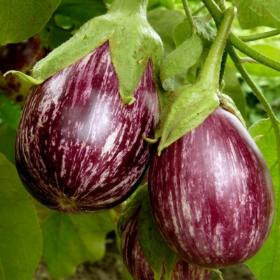 CEZIUS Vegetable for Home and Garden Brinjal/Eggplant Vegetable Seed(1000 per packet)