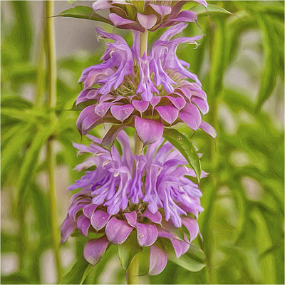 CYBEXIS VXI-70 - Pennyroyal Mint - (1350 Seeds) Seed(1350 per packet)