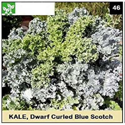 CYBEXIS VATES,DWF BLUE KALE-250 Seeds Seed(250 per packet)
