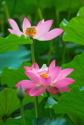 MOGEX lotus,kamal gatta Seed(15 per packet)