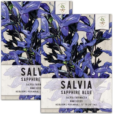 VibeX VXI-19 - Sapphire Blue Sage - (150 Seeds) Seed(150 per packet)