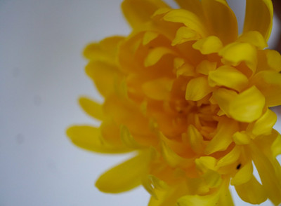 Liance Chrysanthemum Flower Seed(100 per packet)