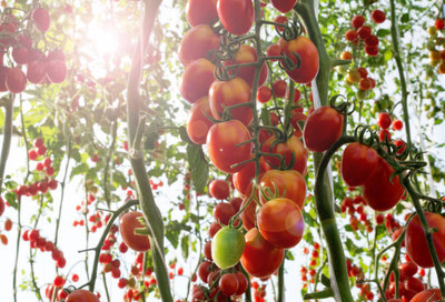 BOD tomato Seed(60 per packet)