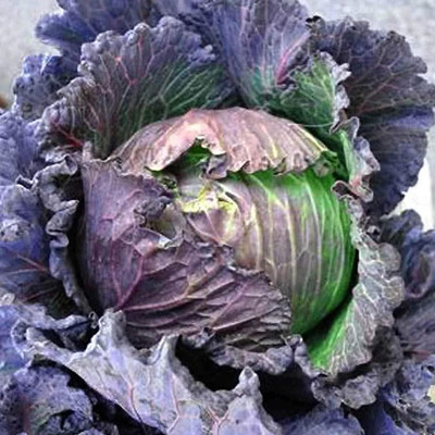 WILLVINE PAU -XIII Purple Savoy Cabbage Seeds [25g] Seed(7500 per packet)