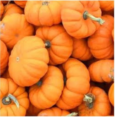 CYBEXIS GUA-32 - Desi Pumpkin (Small) Vegetable - (100 Seeds) Seed(100 per packet)