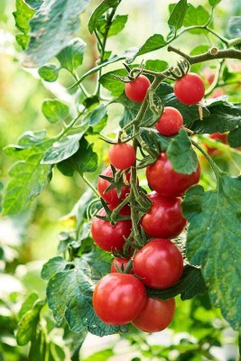 seedargo Seedargo Best Quality Hybride Tomato Seed Seed(145 per packet)