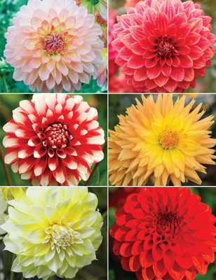 DEYS AGRO ™ dhalia flower seeds, f1 hybrid dalia flower seeds, daliya flower mix seeds Seed(20 per packet)