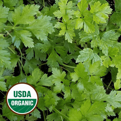 VibeX PUAS-60 - Organic Plain/Single Parsley - (750 Seeds) Seed(750 per packet)