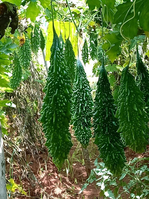 CRGO KARELA , BITTERGOURD Seed(80 per packet)