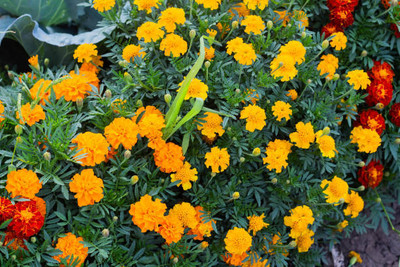 SRK Shree Radha Krishna marigold/gende ka phool flower seeds Seed(75 per packet)