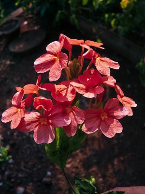 UPASSANA kanakambaram-firecracker-crossandra Seed(42 per packet)