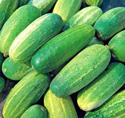 CYBEXIS Seeds of Vegetable Gherkin National Cucumber 2000 Seeds Seed(2000 per packet)
