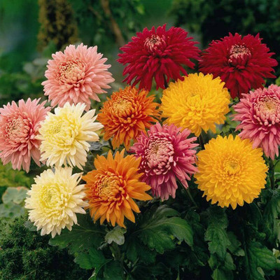 BJUBAS Chrysanthemum mix flower seeds pack of 72 Seed(72 per packet)