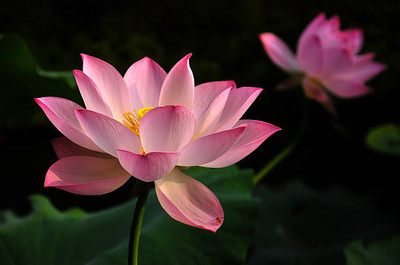 classic green earth lotus,kamal gatta Seed(10 per packet)
