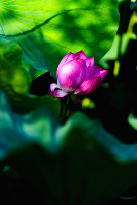 TULIP lotus,kamal gatta Seed(14 per packet)