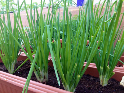 KNESSiN Heirloom Giant Welsh Onion Seeds for Terrace Gardening-(2400 Seeds) Seed(2400 per packet)
