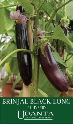 Udanta F1 Hybrid Brinjal Black Long Seeds For All Season - Pack 30-40 Seeds Seed(1 per packet)