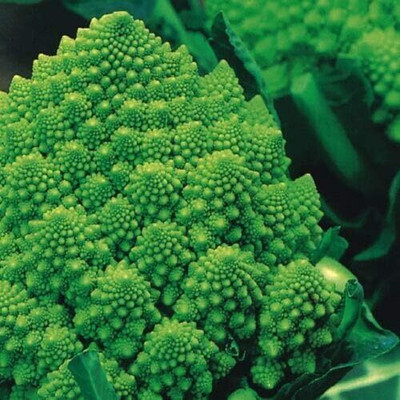KNESSiN Broccoli Italian Romanesco Seed(1250 per packet)