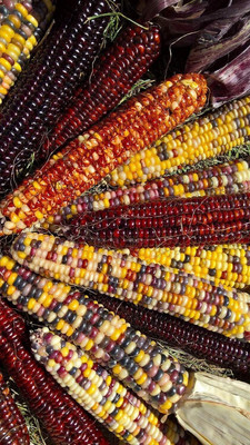 WILLVINE SYN -XVI Montana Mix Corn Heirloom for Salads-[500g] Seed(2000 per packet)