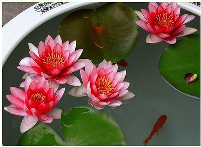 VibeX XLR-40 - Mixed Lotus Flower - (270 Seeds) Seed(270 per packet)