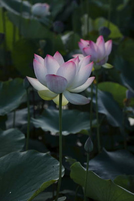 Profound lotus,kamal seeds Seed(15 per packet)