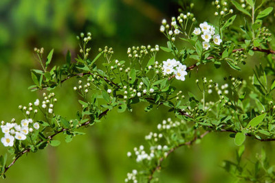 salven gypsophila flower Seed(50 per packet)