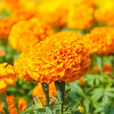 CRGO ® IARI-690 Marigold Orange Seeds - Tagetes erecta Seed(95 per packet)
