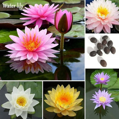 CYBEXIS NBIR-25 - Swarf Lotus/Water Lily - (30 Seeds) Seed(30 per packet)