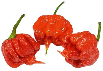 TRICONE Chilli Seed(200 per packet)