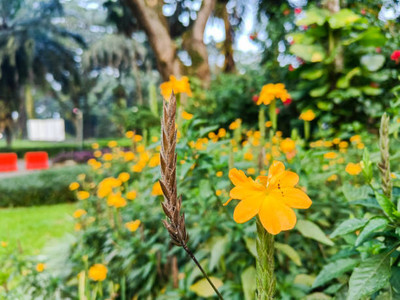 SHYAM kanakambaram-firecracker-crossandra Seed(39 per packet)