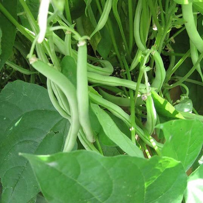 CRGO BEANS Seed(35 per packet)