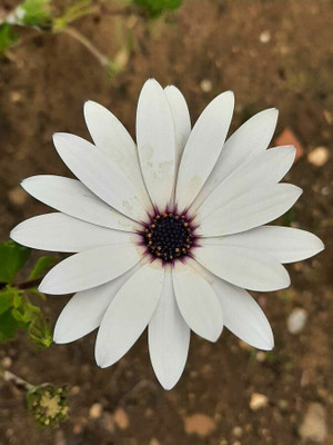 FEVESTA Dimorphotheca Flower Plant Seed(50 per packet)