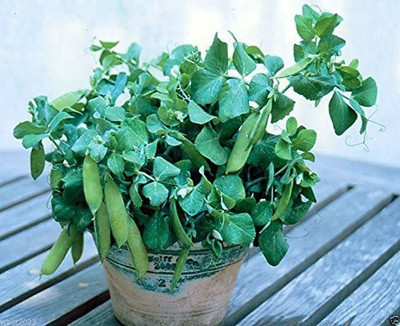 VibeX ® LXI-543 Tom Thumb' Dwarf Shelling Pea Seed(50 per packet)
