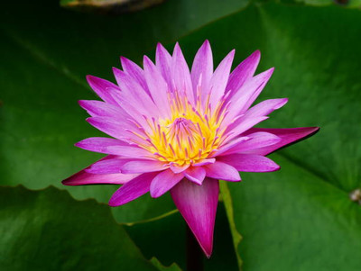 ARTA store lotus,kamal gatta Seed(11 per packet)