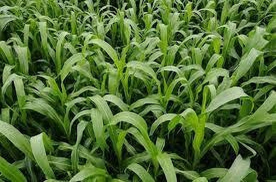 ARYAN EVERGREEN Sudhan grass seeds Seed(100 g)