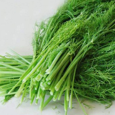 CYBEXIS Organic Fennel Seeds Spring Sowing Wonderful2800 Seeds Seed(2800 per packet)