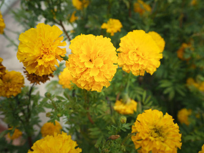 Greenery Seed Retail marigold,gende ka phool seeds Seed(21 per packet)