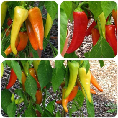 CYBEXIS High Germination Colored Long Pepper Chilli Mix Seeds2400 Seeds Seed(2400 per packet)