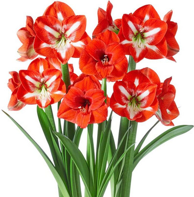 Udanta Amaryllis Lily Flower Bulbs Multicolor For All Season Seed(5 per packet)