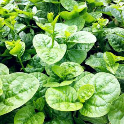 CYBEXIS High Yield Viable Ceylon Spinach2000 Seeds Seed(2000 per packet)