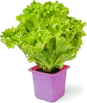 Arshiayat Lettuce Seed(110 per packet)