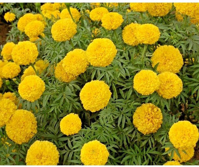 Avysa African Marigold Seeds - for Indoor and Outdoor Planting Yellow Seed(1000 per packet)