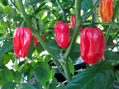 Biosnyg High Germination Aji Dulce Red Pepper Seeds For Kitchen Gardening-(1000 Seeds) Seed(1000 per packet)
