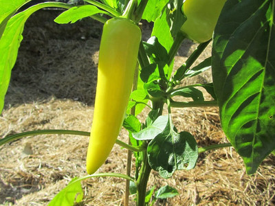 CYBEXIS F86Hungarian YELLOW WAX HOT Chilli Seeds600 Seeds Seed(600 per packet)