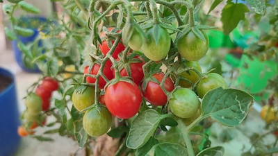 LPR TOMATOO ,TAMATAR Seed(100 per packet)