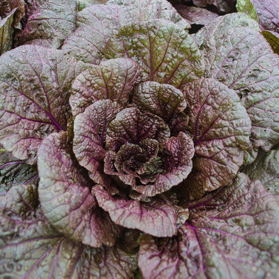 CYBEXIS LX-81 - Giant Red Organic Mustard - (2250 Seeds) Seed(2250 per packet)