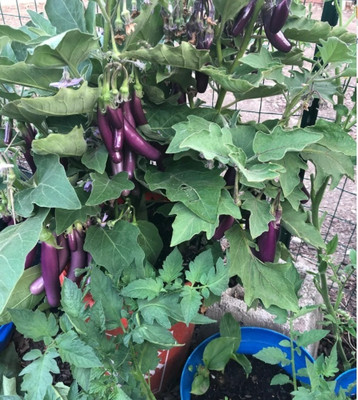 UGRA Brinjal Seed(2000 per packet)