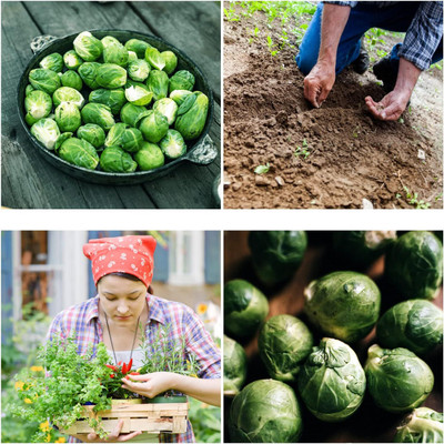 WILLVINE VNR -XI Brussels Sprouts Long Island Improved [5g] Seed(1500 per packet)